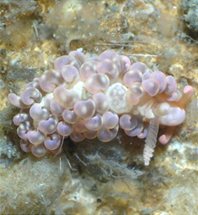  Spurilla neopolitana (Neapolita Spurilla)